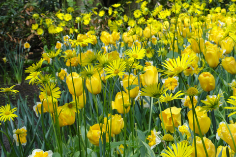 Keukenhof: Kleingruppentour zu den Blumenfeldern per Fahrrad