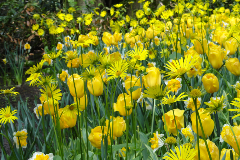 Keukenhof: Flower Fields Small-Group Cultural Bike Tour