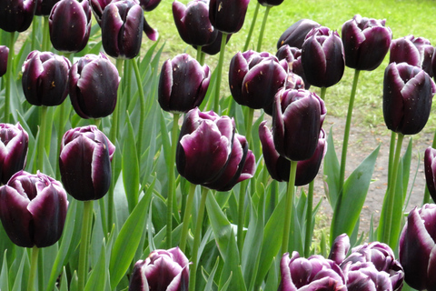 Keukenhof: Kleingruppentour zu den Blumenfeldern per Fahrrad