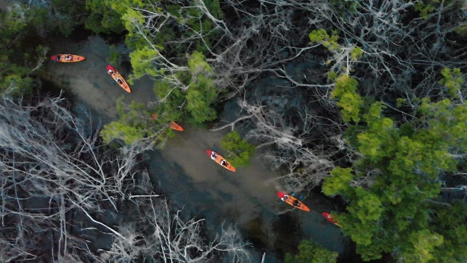 Fajardo Bio Bay Kayak Tour GetYourGuide