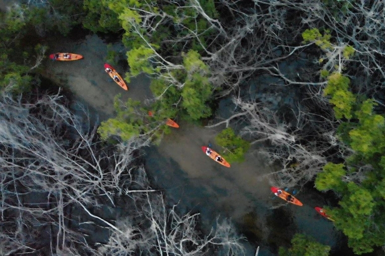 Fajardo: tour en kayak de la bahía Bioluminiscente