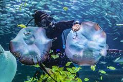 Seul: O Grandioso COEX Aquarium
