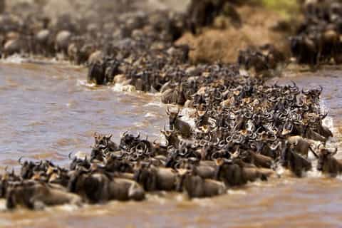 Maasai Mara National Reserve: 1 Night Shared Camping Safari