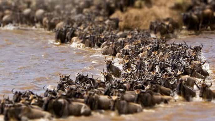 maasai mara national reserve 1 night shared camping safari