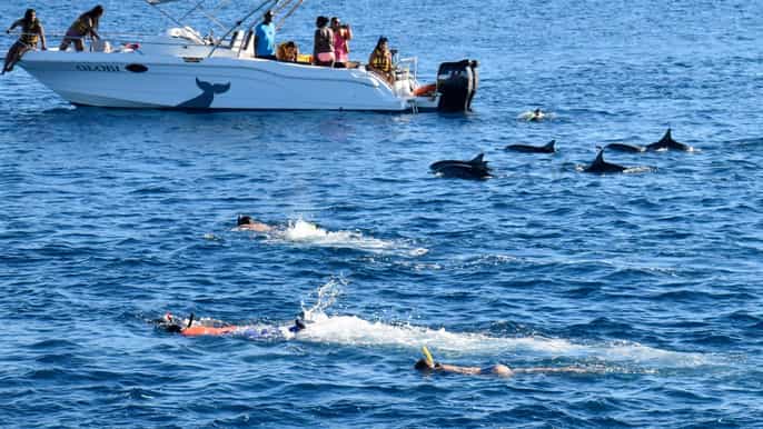 mauritius dolphin encounter trou aux cerf and grand bassin
