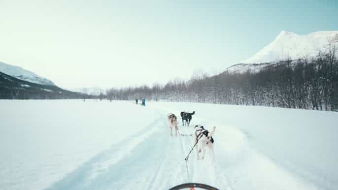 tromsø combo motoslitta con husky visita ice domes