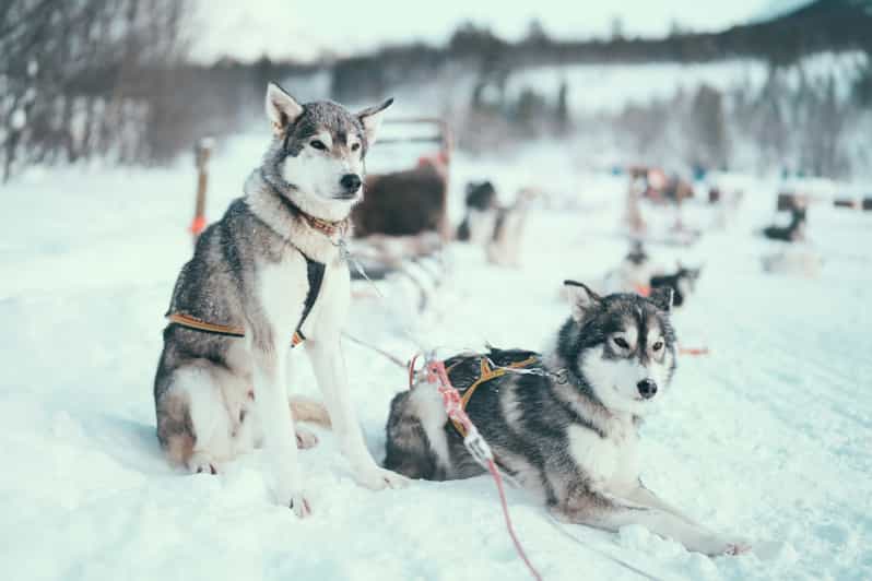 husky sledding