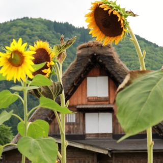 From Kanazawa: Shiakawago, Hida-Furukawa and Takayama Visit