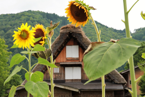 Da Kanazawa: visita di Shirakawago, Hida-Furukawa e Takayama