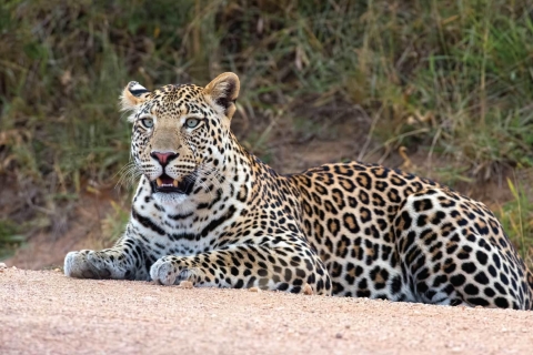 Kampala: safari de 2 jours au parc national de jeu Queen Elizabeth
