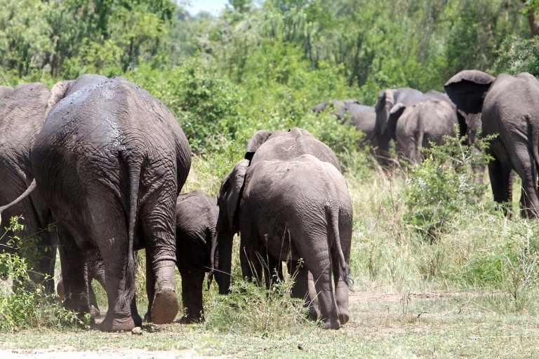 Kampala: Queen Elizabeth National Game Park 2-daagse safari