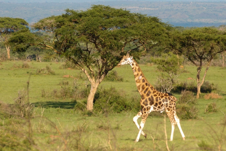 Kampala: Queen Elizabeth National Game Park 2-Day Safari