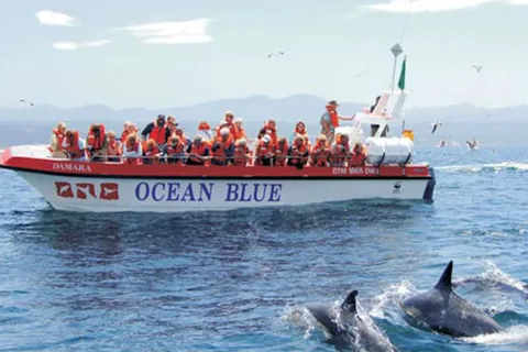 Plettenberg Bay: Dolphin and Marine Boat Tour