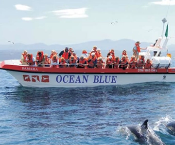 Plettenberg Bay: Dolphin and Marine Boat Tour