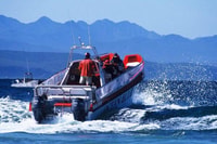 Плеттенбергский залив, Dolphin & Marine Tours - Hizvo