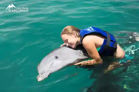 Experiencia con delfines en Punta Cana: 50 minutos de diversión acuática