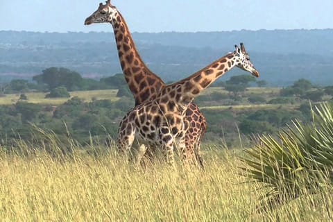 Kampala: 2-Day Murchison Falls National Park Safari