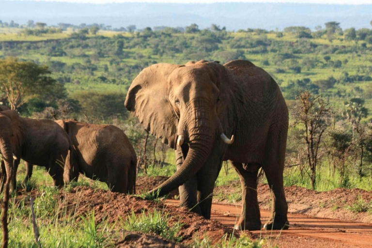 Kampala: 2-Day Murchison Falls National Park Safari