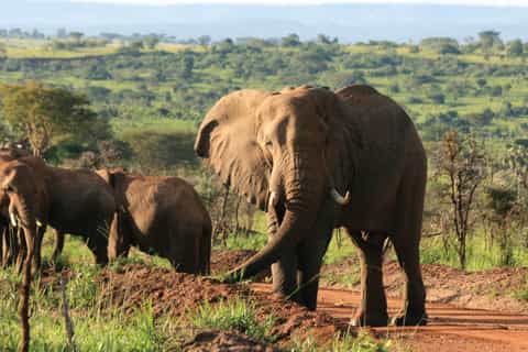 Kampala: 2-Day Murchison Falls National Park Safari
