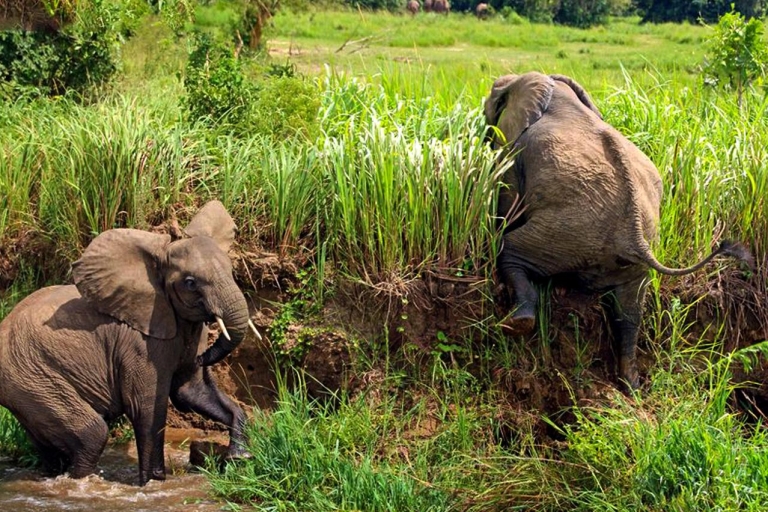 Kampala: safari de 2 jours au parc national de Murchison Falls