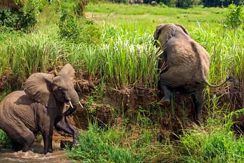 Kampala: 2-Day Murchison Falls National Park Safari