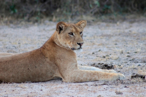 Kampala: 2-dniowe safari w parku narodowym Murchison Falls