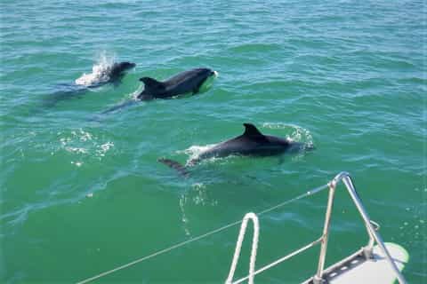 Setubal: 3.5-Hour Sado Sailing Cruise with Dolphin Watching