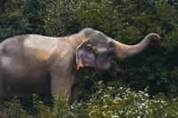Koh Samui, Ethical Elephant Home Guided Tour mit Transfers - Housity