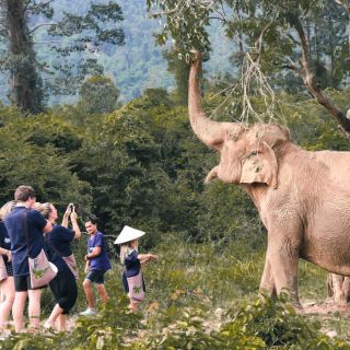 Koh Samui: Ethisch olifantenhuis