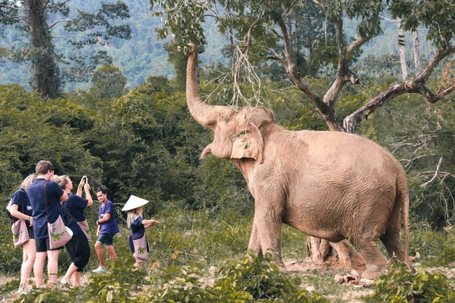 Visit Koh Samui Ethical Elephant Home Guided Tour with Transfers in Chaweng