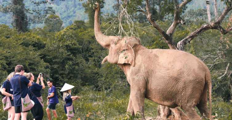 Koh Samui Ethical Elephant Home Guided Tour with Transfers GetYourGuide