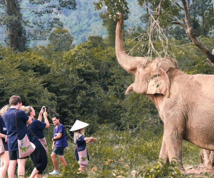 Koh Samui: Ethical Elephant Home Guided Tour met transfers