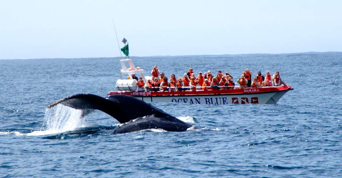 whale tour plettenberg