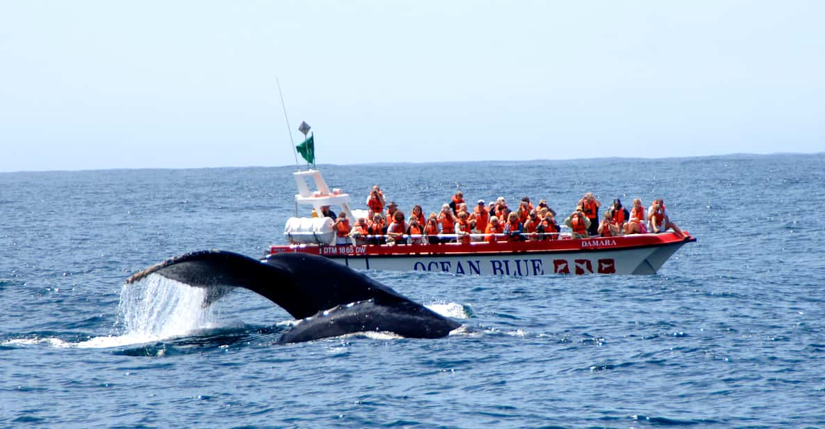 whale tour plettenberg