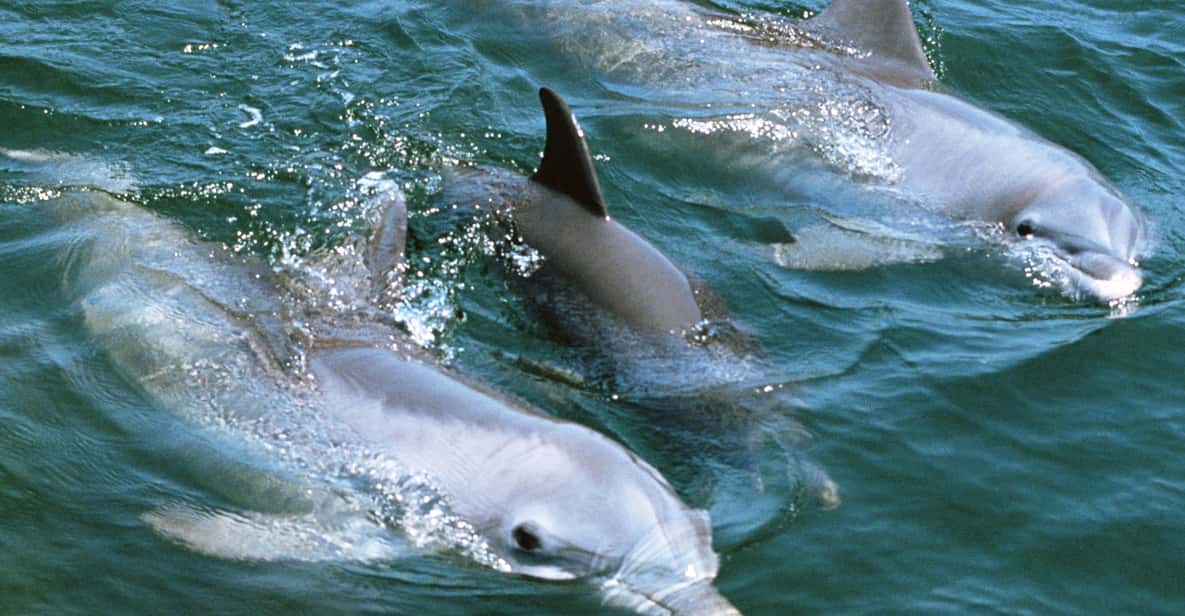 Gran Canaria: Dolphin and Whale Watching