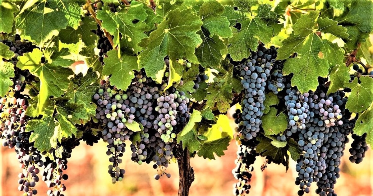 Wine Tour North of Israel from Tel Aviv GetYourGuide