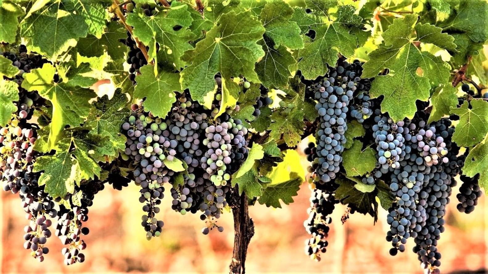 Private Weintour durch den Norden Israels ab Tel Aviv