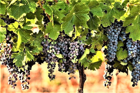 Visite des vins au nord d'Israël au départ de Tel Aviv