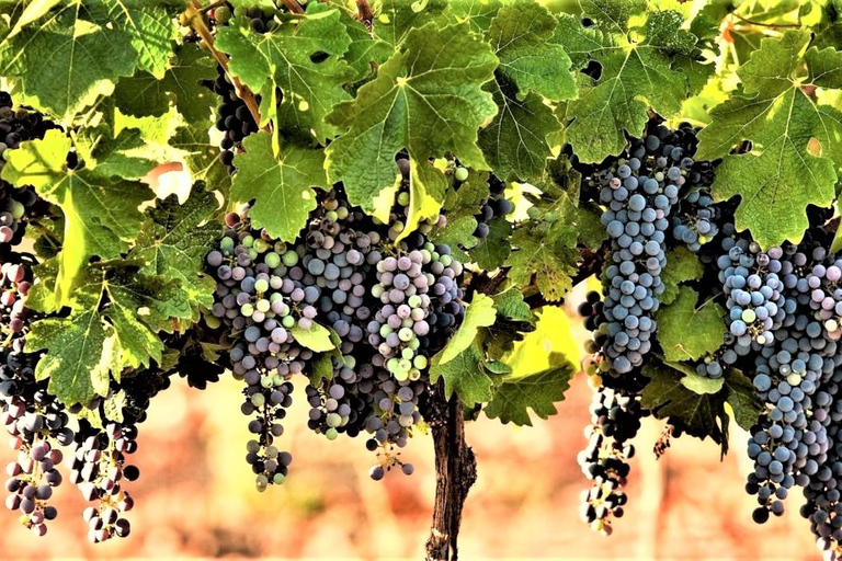 Visite des vins au nord d'Israël au départ de Tel Aviv