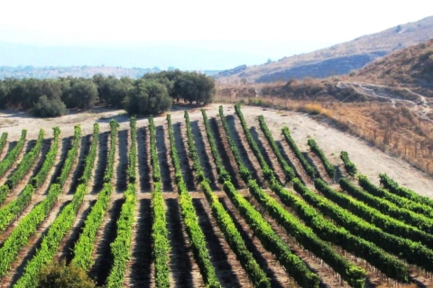 Ruta del vino al norte de Israel desde Tel Aviv