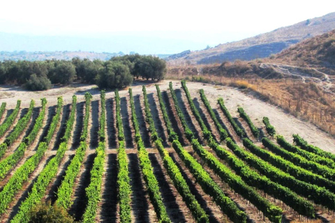 Weintour nördlich von Israel ab Tel Aviv