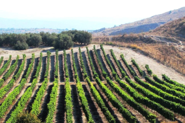 Excursão de vinhos ao norte de Israel saindo de Tel Aviv