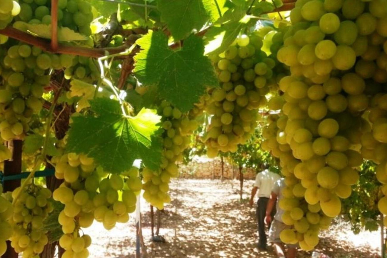 Vinresa i norra Israel från Tel Aviv