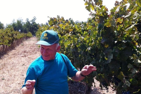 Visite des vins au nord d'Israël au départ de Tel Aviv