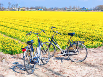 Keukenhof: Kleingruppentour zu den Blumenfeldern per Fahrrad Keukenhof: Kleingruppentour zu den Blumenfeldern per Fahrrad
