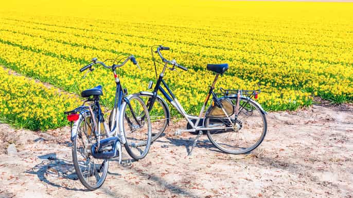 keukenhof excursão cultural de bicicleta para grupos pequenos em campos de flores