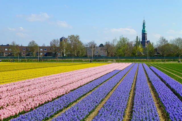 Keukenhof: Tour culturale in bicicletta per piccoli gruppi dei campi di fiori