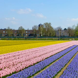 Keukenhof: Kukkakentät pienryhmän kulttuuripyöräretki