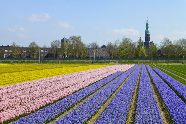 Visit Keukenhof Flower Fields Small-Group Cultural Bike Tour in Keukenhof & Delft
