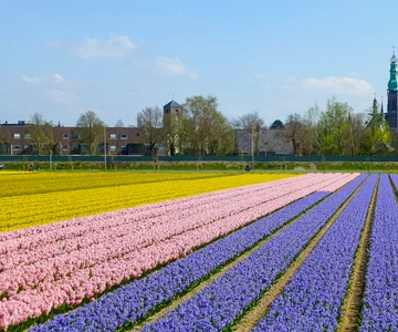Keukenhof: Flower Fields Small-Group Cultural Bike Tour
